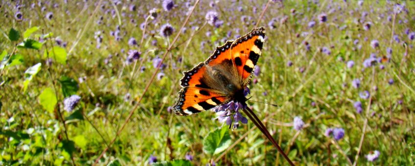 Kleine vos op Blauwe knoop