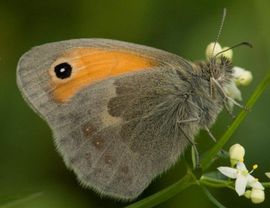 Coenonympha pamphilus. Hooibeestje