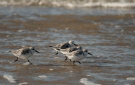 Pixabay Drieteenstrandlopers