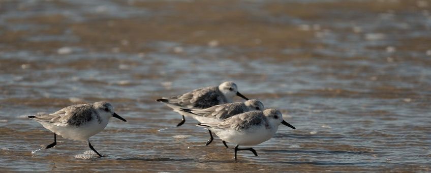 Drieteenstrandlopers