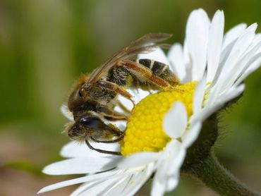 Een van de meer dan 350 wilde bijensoorten in Nederland: goudpootzandbij