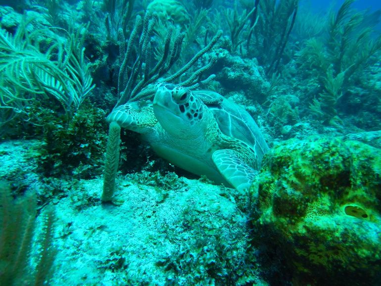 Groene zeeschildpad in de zee bij Bonaire