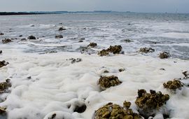 schuimalg in de Oosterschelde