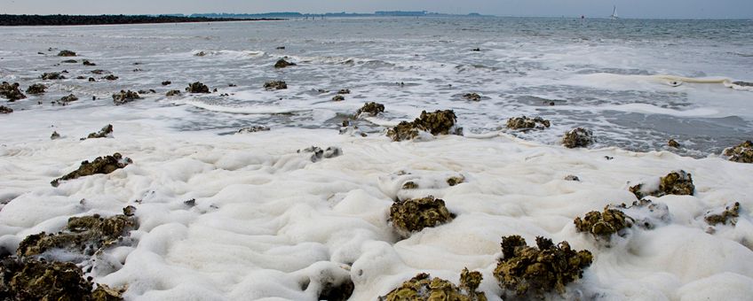 schuimalg in de Oosterschelde