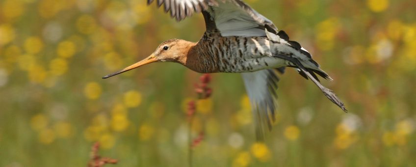 Grutto en boterbloem