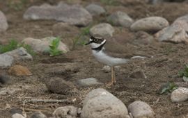 Charadrius dubius. Kleine plevier