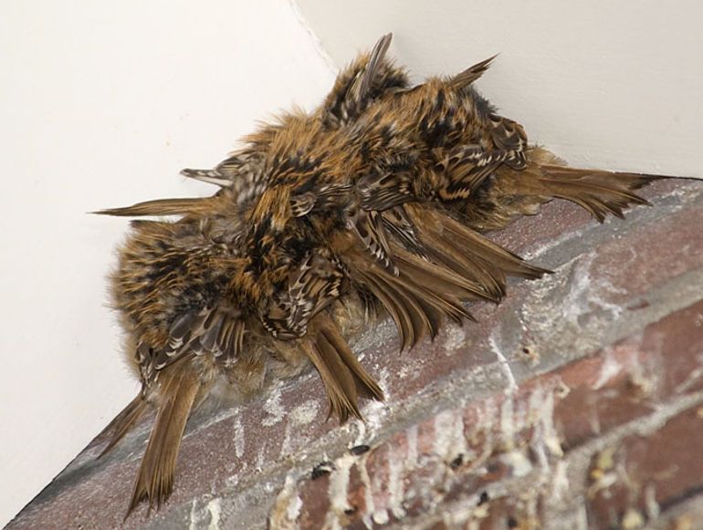 Hoeveel slapende boomkruipers telt u hier? Samen slapen in een kast of onder een dakrand is warmer dan alleen