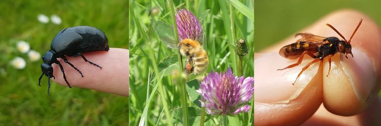 Bijzondere insecten die kunnen profiteren van natuurherstel op en rond de slaperdijken in Groningen. Van links naar rechts: gewone oliekever, moshommel en bonte wespbij