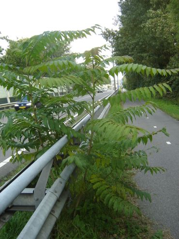 Opslag van Hemelboom tussen vangrail