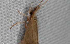Ernest van Asseldonk Kokerjuffer Lepidostoma basale