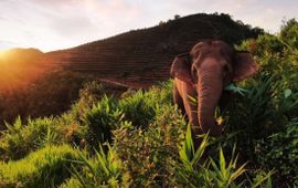 Aziatische olifant in Yunnan, China