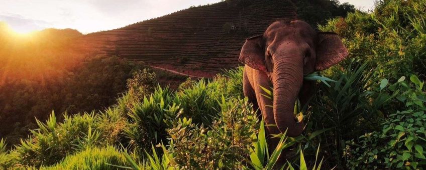 Aziatische olifant in Yunnan, China