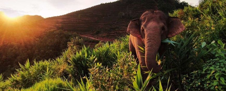alamhari ini |  Gajah liar di Asia Tenggara dan Cina sangat membutuhkan perlindungan