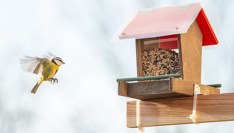 Begin met wat bijvoeren op een bakje of plankje aan de balkonreling