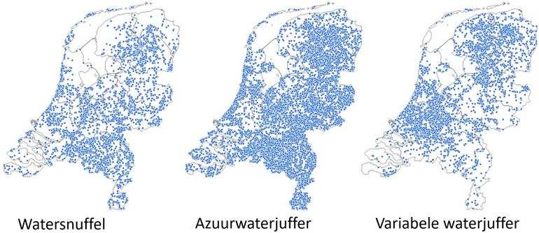 De verspreiding van de drie blauwe waterjuffers van 2020 tot nu