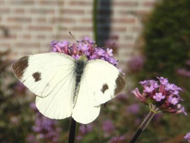 Scheefbloemwitje wordt veel gemeld uit het stedelijk gebied