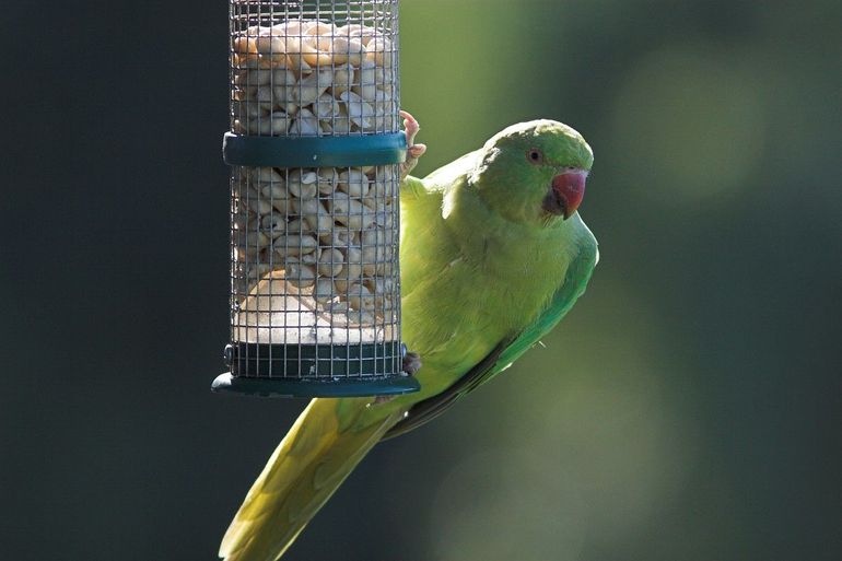 Halsbandparkieten pikken graag een graantje mee van vogelvoer in tuinen