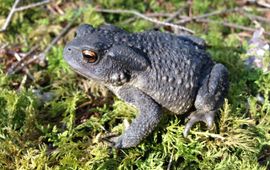 Bufo spinosus