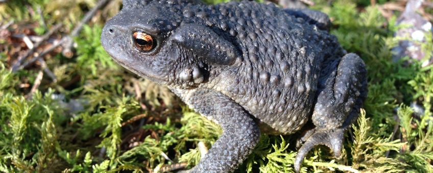 Bufo spinosus