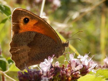 Bruin zandoogjes kruipen in de schaduw bij temperaturen boven de 30 graden Celsius