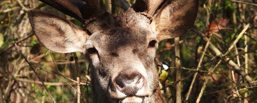 Edelhert met koolmees op wang