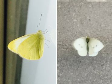 Te vroege klein koolwitjes binnenshuis (links) en op een winkelvloer (rechts)