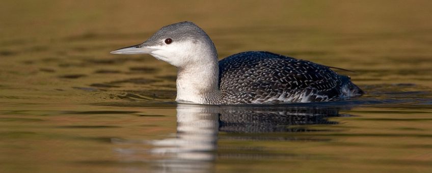 Roodkeelduiker in winterkleed