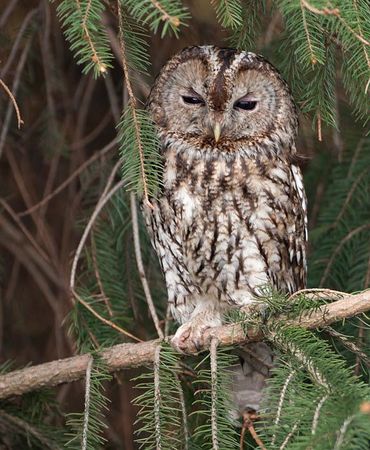 Nature Today | Bosuilen nu overal te horen