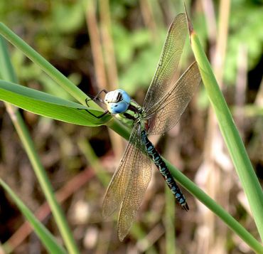 Groene glazenmaker gaat sterk achteruit