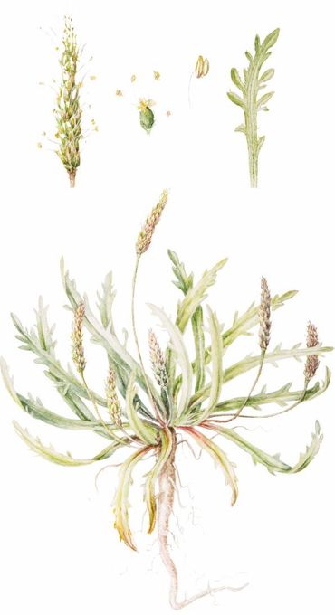 Hertshoornweegbree, aquarel voor het Stoepplantjesalbum