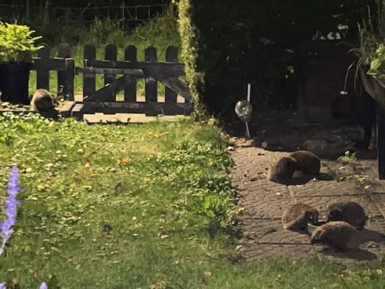 Egels in de tuin tijdens de Egeltelling