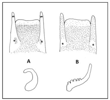 Schetsen van de kop (boven) en de penis (onder) van de beide dieren. A: Wadslakje (Peringia ulvae), B: Heleobia-soort uit Noordzeekanaal