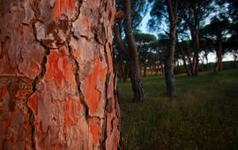 Pine forest Greece