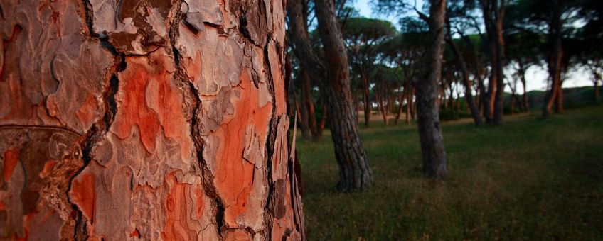 Pine forest Greece