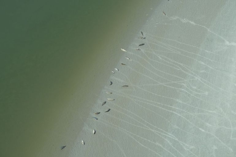 Luchtfoto tellingen gewone zeehonden