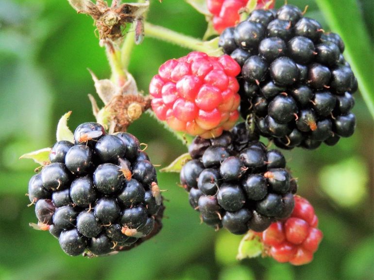 Groot aantal suzuki-fruitvliegen op bramen