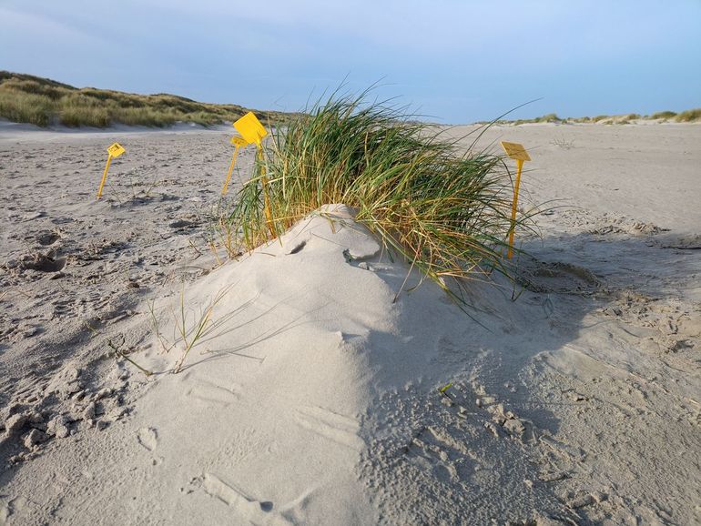 One of the research plots on the beach along the North Sea, where a little dune is emerging