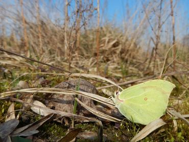 Op de eerste zonnige dagen in het voorjaar komen citroenvlinders tevoorschijn, ze moeten regelmatig zonnen om warm genoeg te blijven