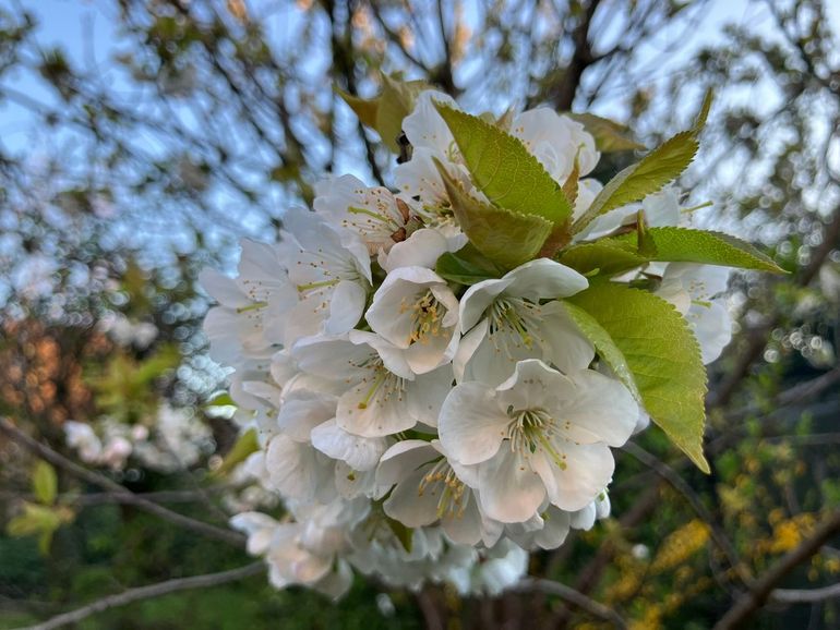 Kersenboom vol in bloei