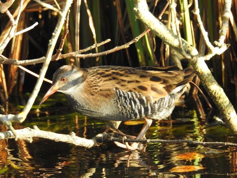 De waterral is bijna onzichtbaar tussen de planten, maar verraadt zijn aanwezigheid door te roepen