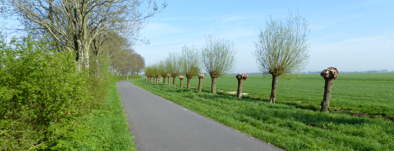 Een gefaseerd geknotte wilgenlaan