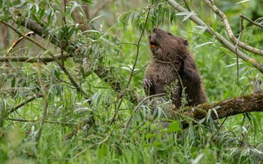 I castori rosicchiano interi alberi con i loro incisivi a forma di scalpello.  Lo mangiano, con esso bloccano i fiumi o con esso costruiscono castelli