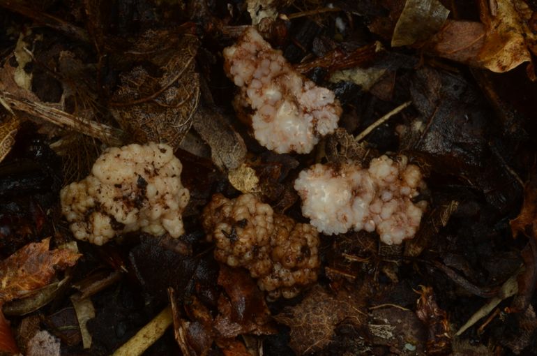 Geïnfecteerde Roodbruine truffels