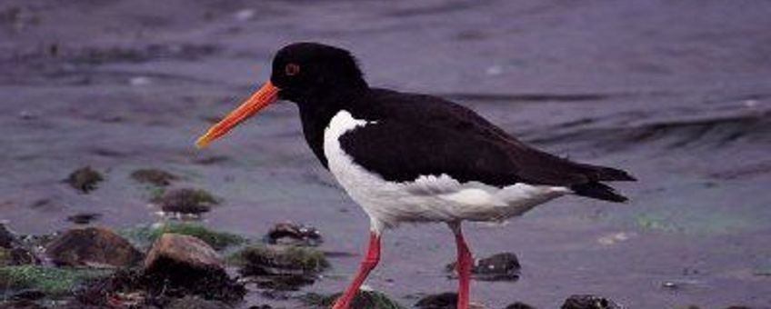 Scholekster op het wad