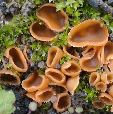 Gewoon houtskoolbekertje