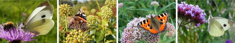 Wat goede nectarplanten met dagvlinders. Van links naar rechts: groot koolwitje op knoopkruid, atalanta op klimop, kleine vos op koninginnekruid en scheefbloemwitje op ijzerhard