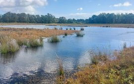 Vijf jaar geleden was dit monotoon grasland met pitrus, nu een ven omringd door soortenrijke natte heide.
