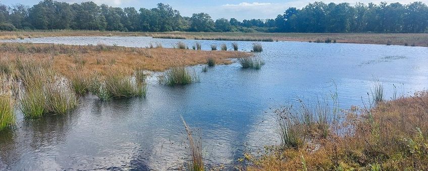 Vijf jaar geleden was dit monotoon grasland met pitrus, nu een ven omringd door soortenrijke natte heide.