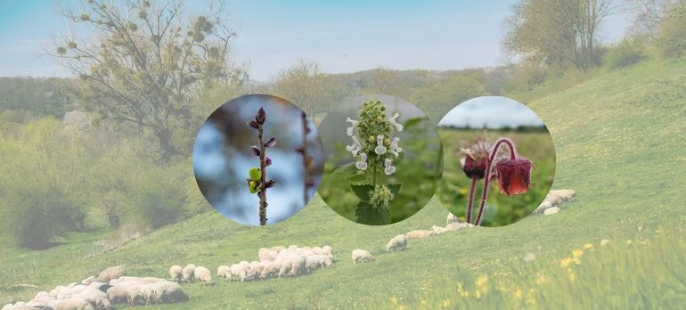 ‘Operatie peperboompje’ zet zich in voor het behoud of de terugkomst van zeldzame en karakteristieke bedreigde plantensoorten van het Zuid-Limburgse landschap, zoals rood peperboompje, wild kattenkruid en knikkend nagelkruid