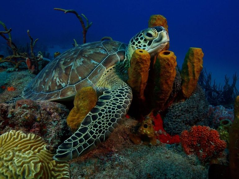 Volwassen zeeschildpad